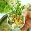 Rau đắng đất tươi ngon, an toàn